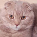 profile placeholder