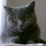 profile placeholder