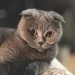 profile placeholder