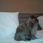 profile placeholder