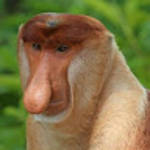 profile placeholder