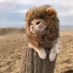 profile placeholder