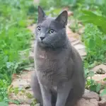 profile placeholder