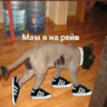 profile placeholder