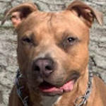 profile placeholder