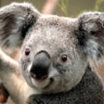 profile placeholder