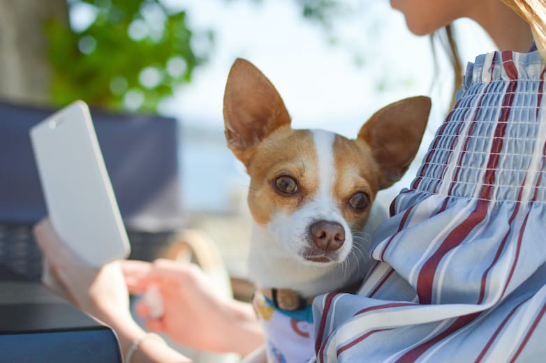 smartphone with dog