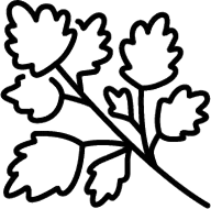 Cilantro Image Icon