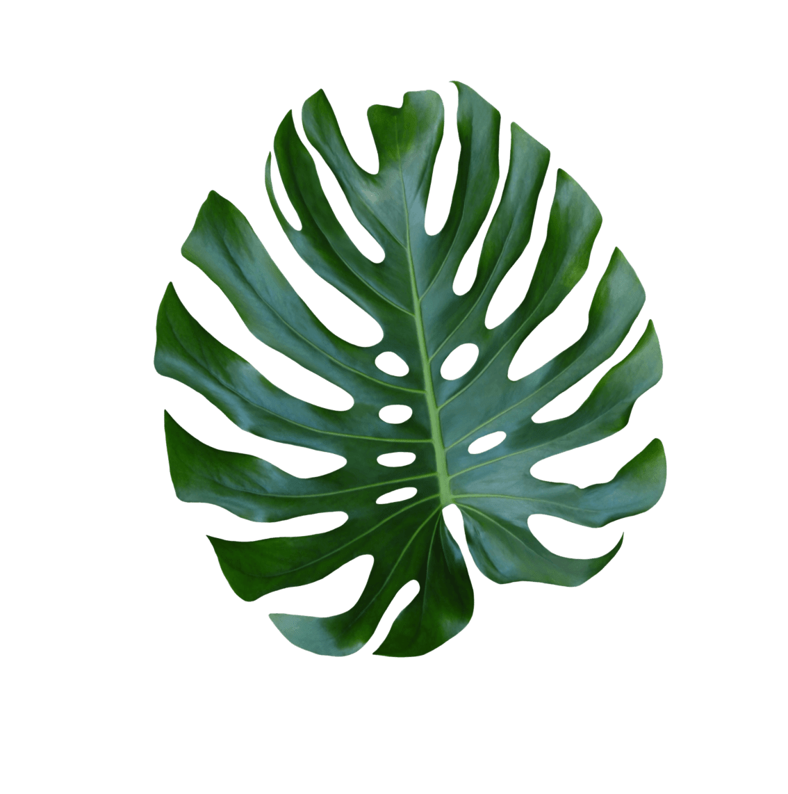 monstera leaf