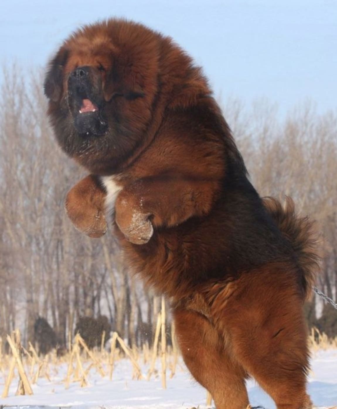 チベタン・マスティフの画像検索したら超デカい犬だった
こんなの日本に生息してないだろ！笑