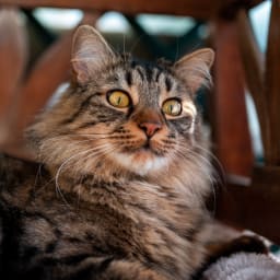 A cat looking into the distance