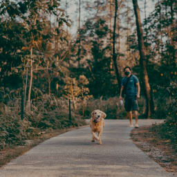 A dog walking with its owner in the forest