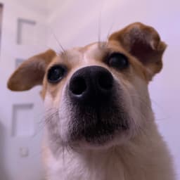 A dog staring at the camera