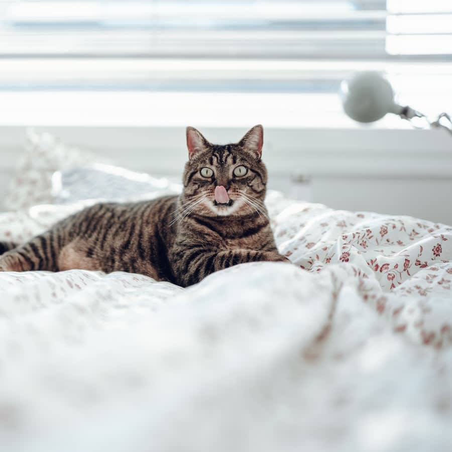 A cat with its tongue out lying on the bed