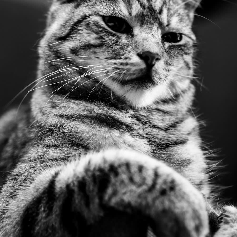 Black and white photo of a kitten