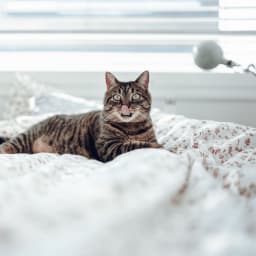 A cat with its tongue out lying on the bed