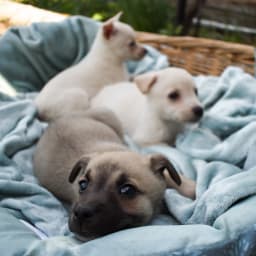 The newborn puppies