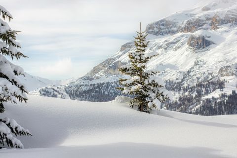 A solitary snow-covered tree stands against a backdrop of distant snowy mountains and valleys
