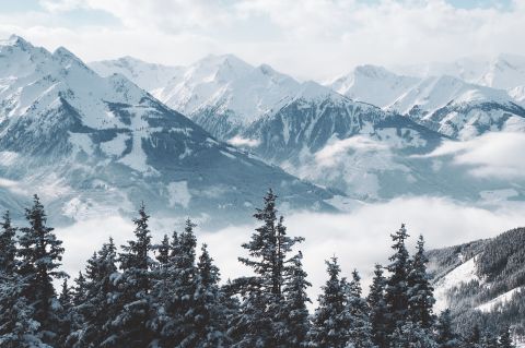 Majestic snow-covered mountain range seen through tall pine trees, with clouds drifting below.