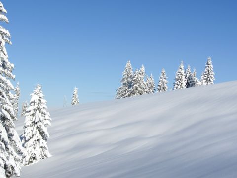 Pristine snow-covered hillside with pine trees standing tall under a clear blue sky.