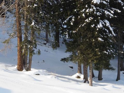 Santa Caterina Valfurna pine trees forest in winter time