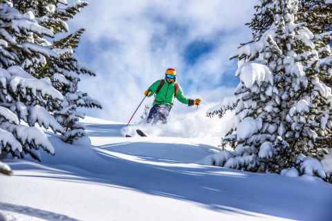 Skier descending in fresh power in a sunny day in between pine trees