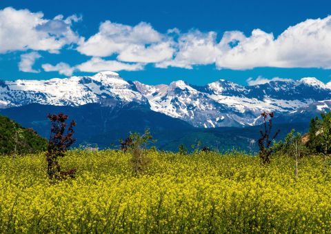 Field of yellow wildflowers with snow-capped Pyrenees mountains under a blue sky with scattered clouds