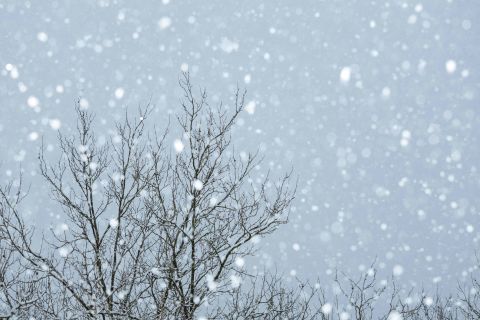 Snowflakes falling in front of bare winter tree branches against a grey sky.