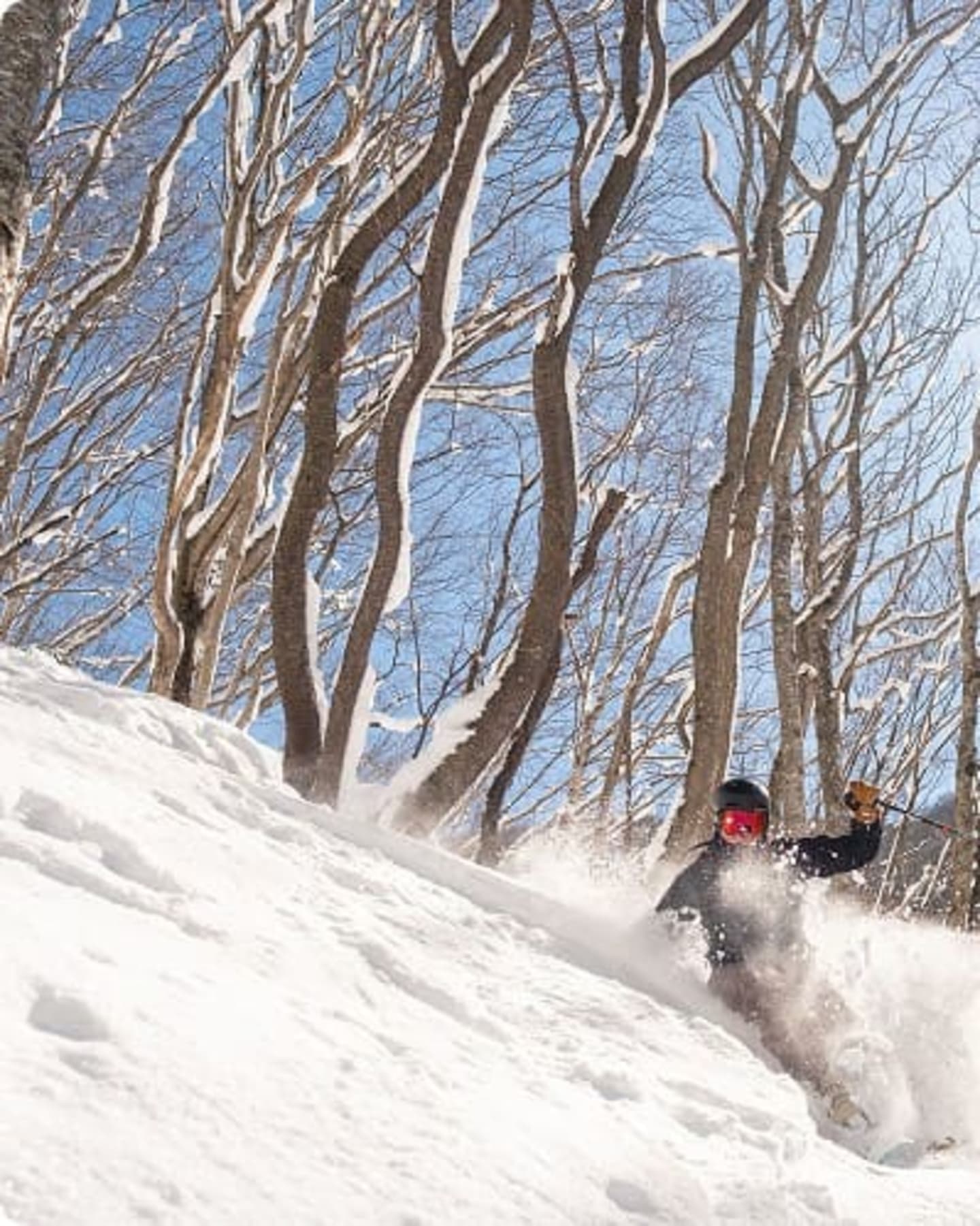 Skier carving through deep powder snow among birch trees in Japan