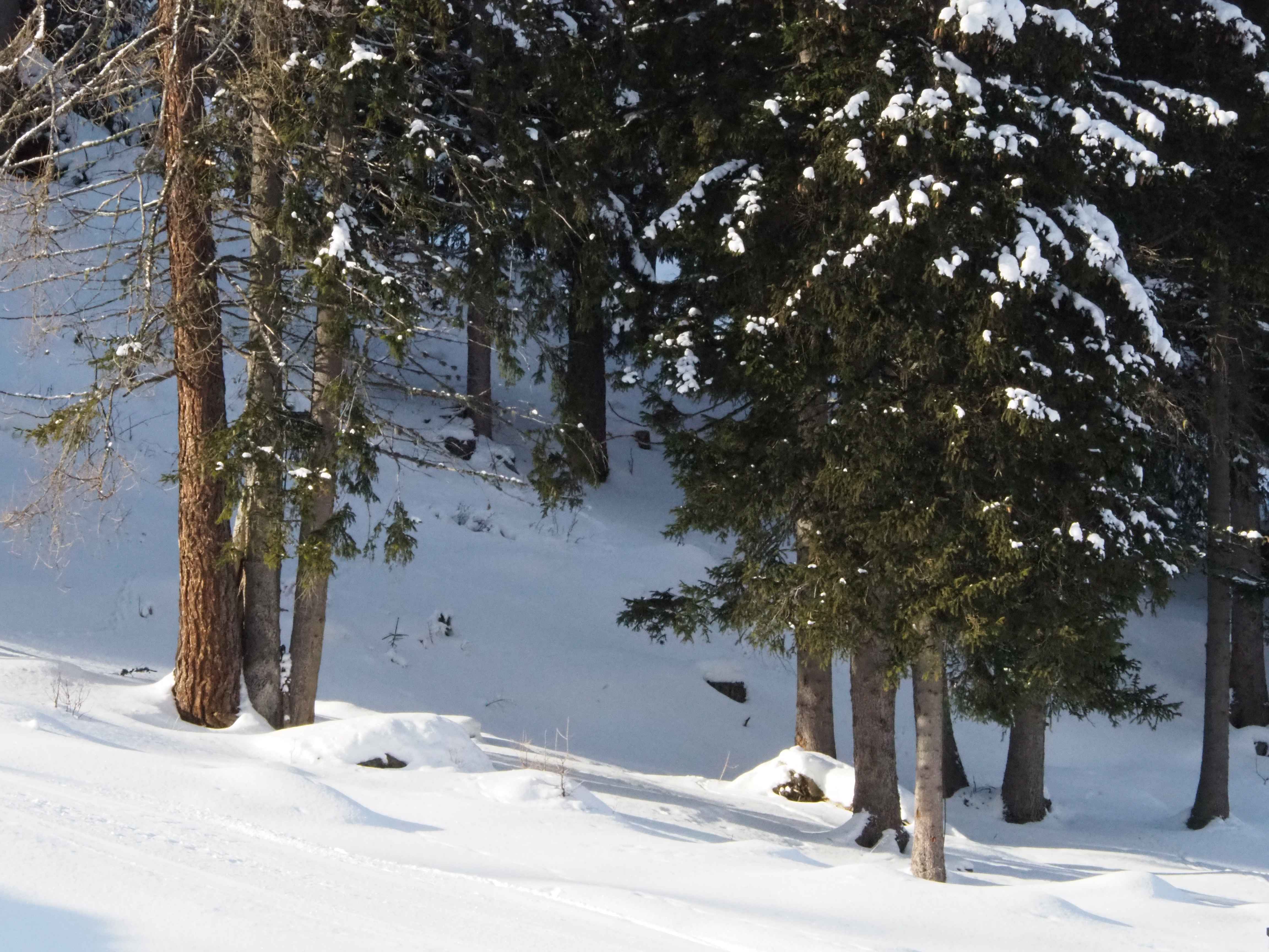 Santa Caterina Valfurna pine trees forest in winter time