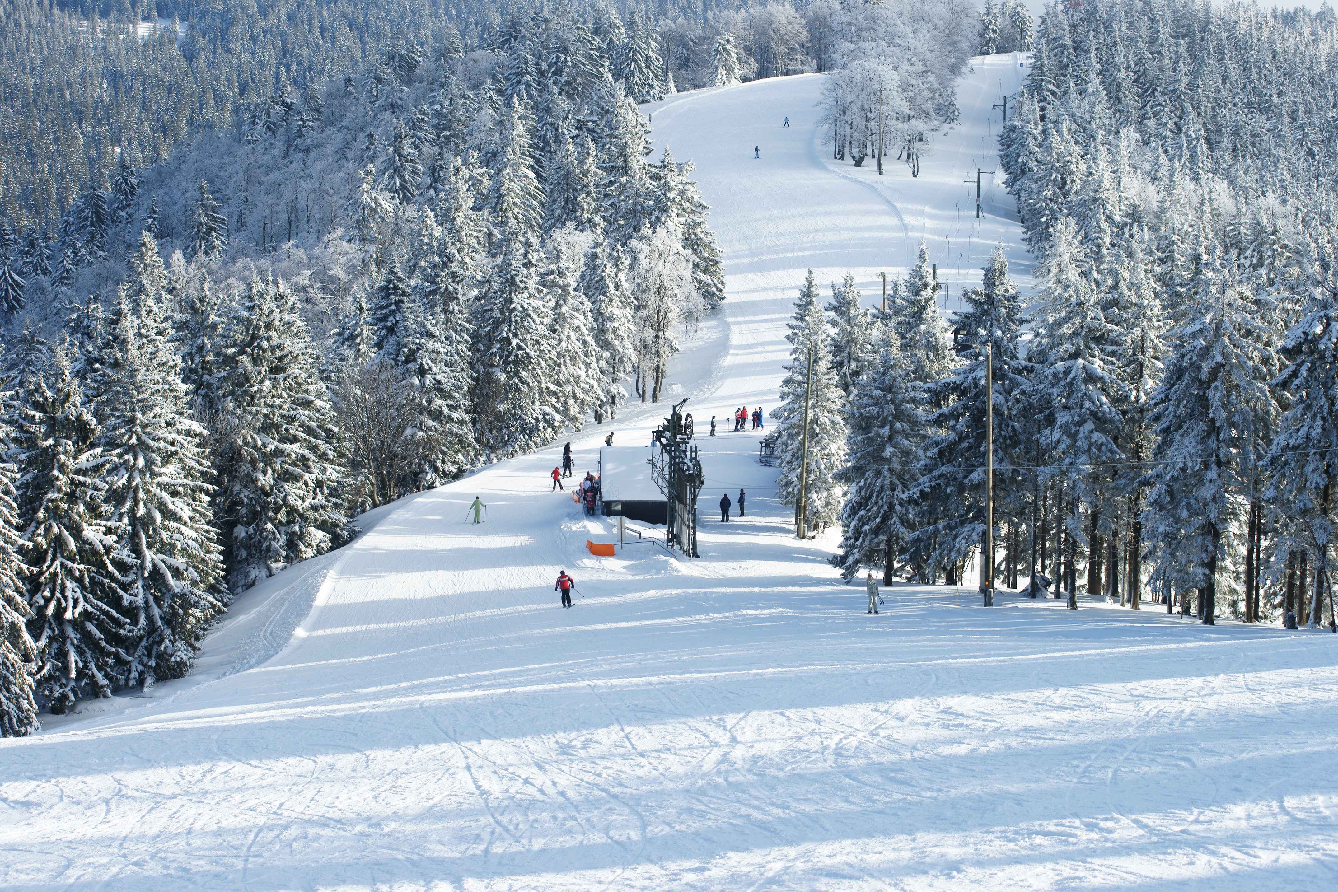 Snow-covered ski slope winding through a forest of tall, frost-dusted pine trees, with skiers enjoying the serene, sunlit descent in a peaceful alpine setting.