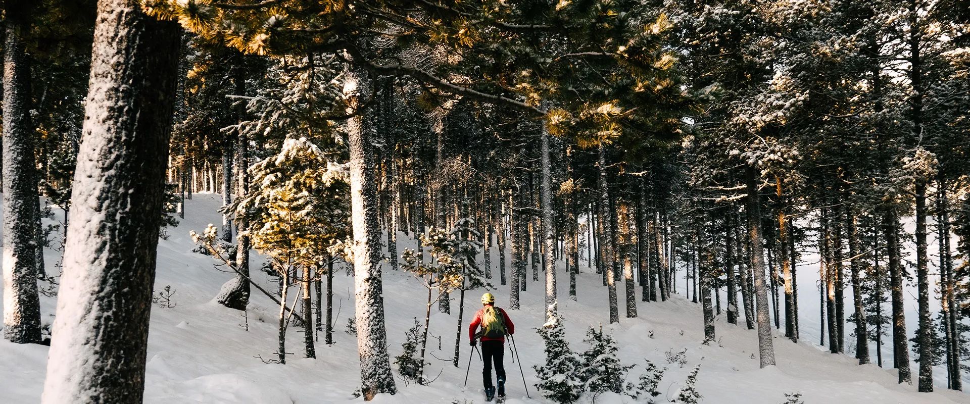 Cross-country skier on groomed Nordic trails in Europe