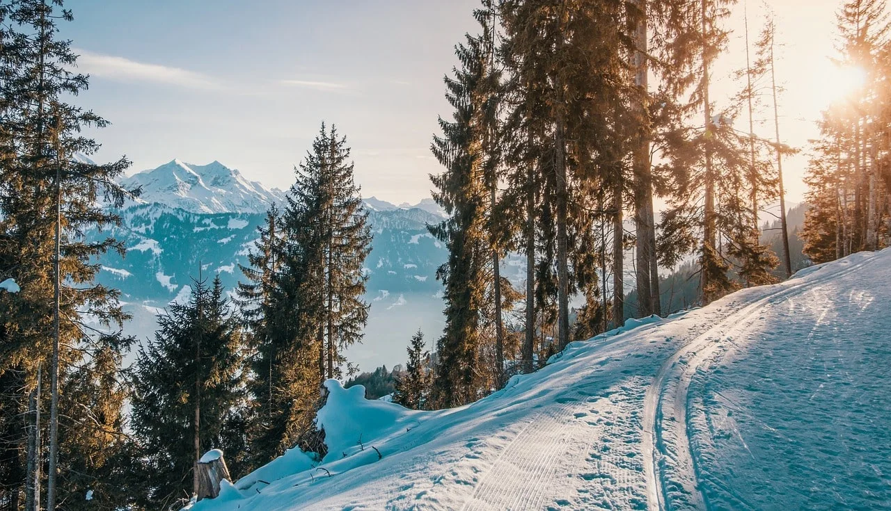 mountain pine forest in winter cover by snow overlooking the mountain peaks