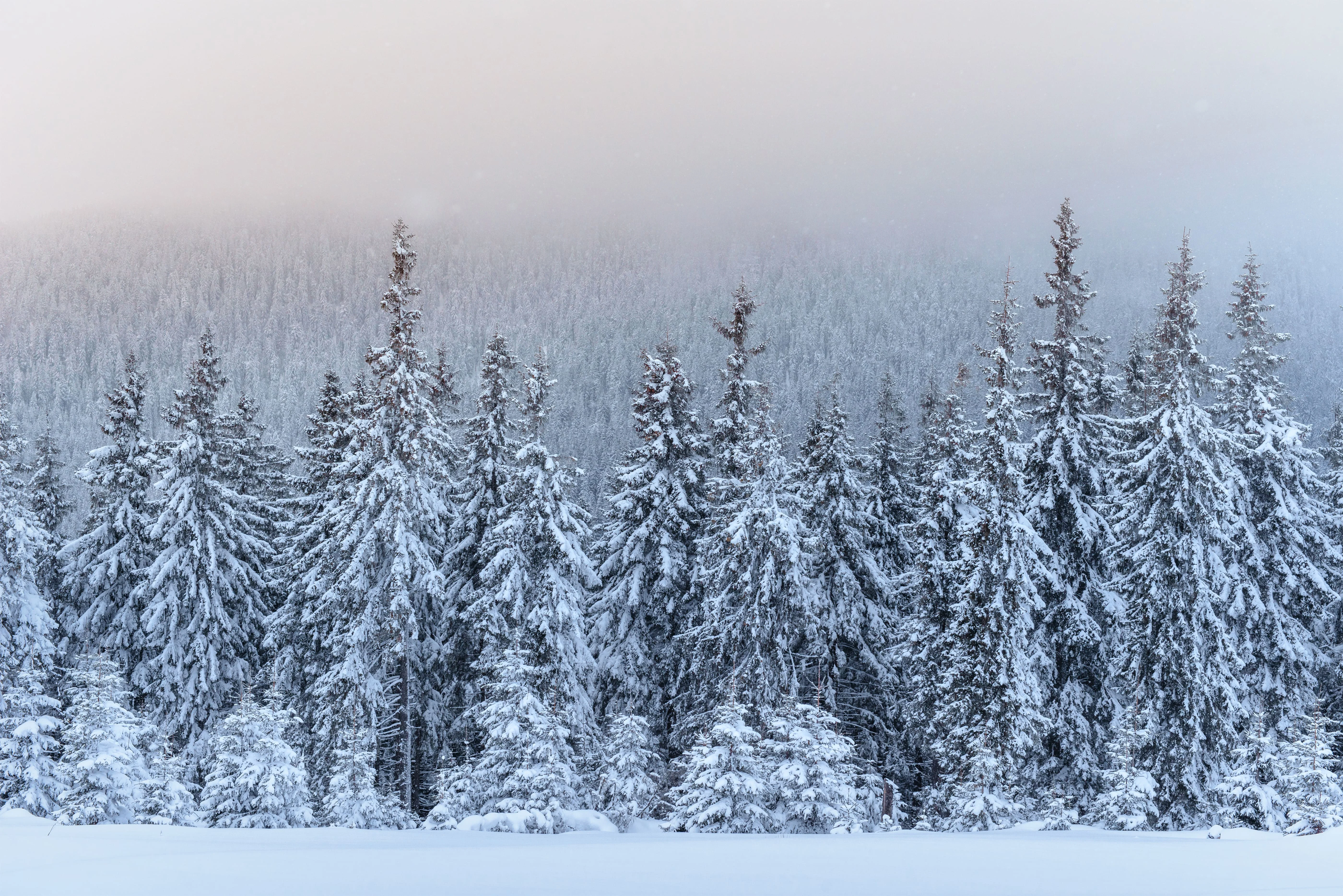 Snow-covered trees in a misty forest