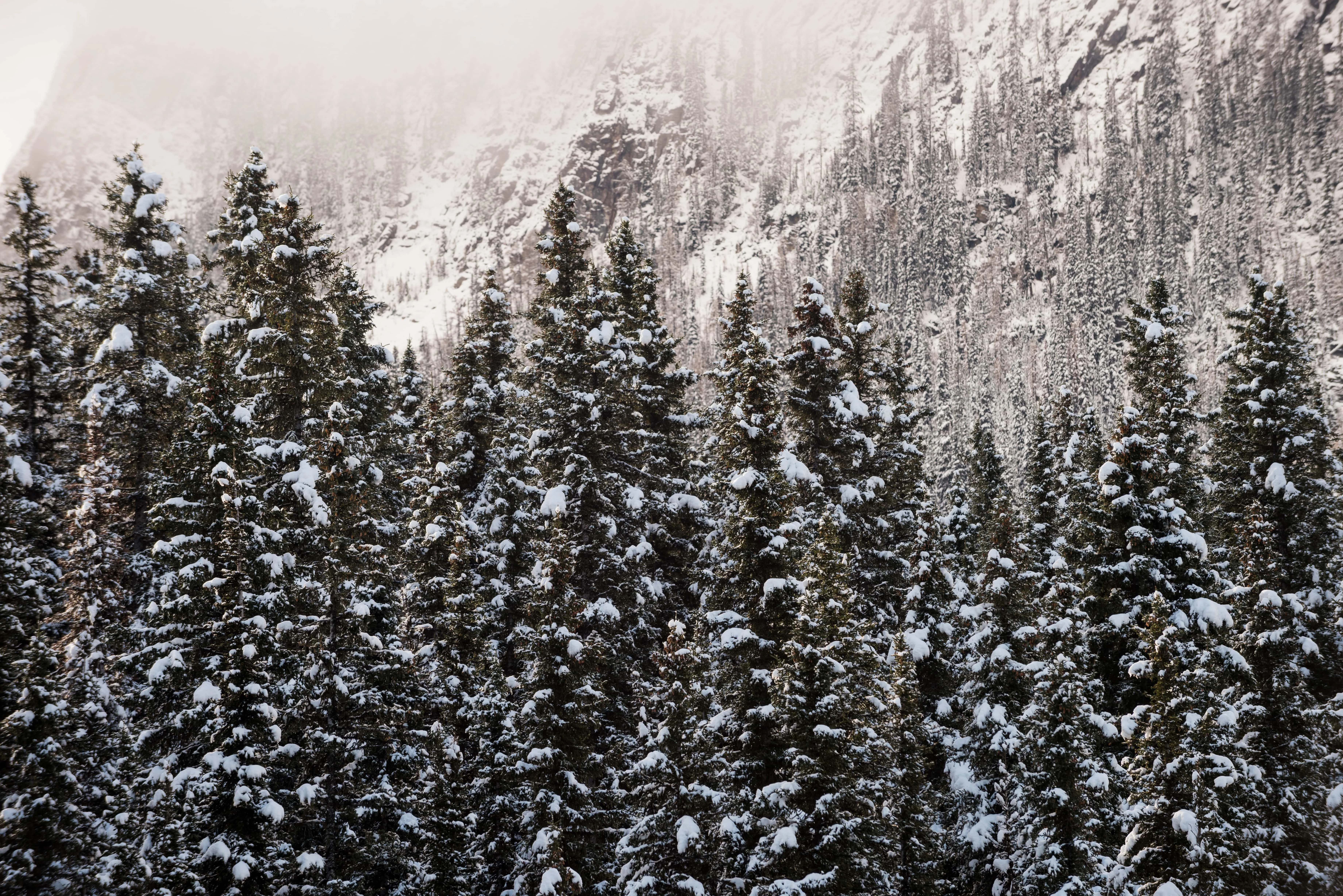 Snowy pine trees with foggy mountain backdrop