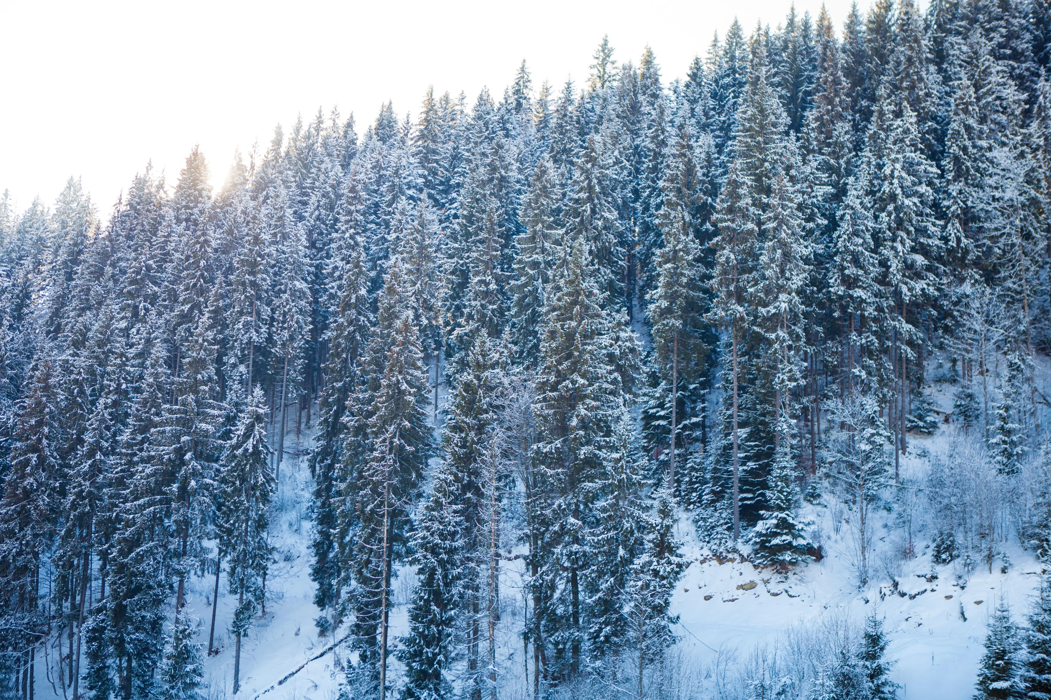 Snowy forest pathway surrounded by tall snow-covered trees