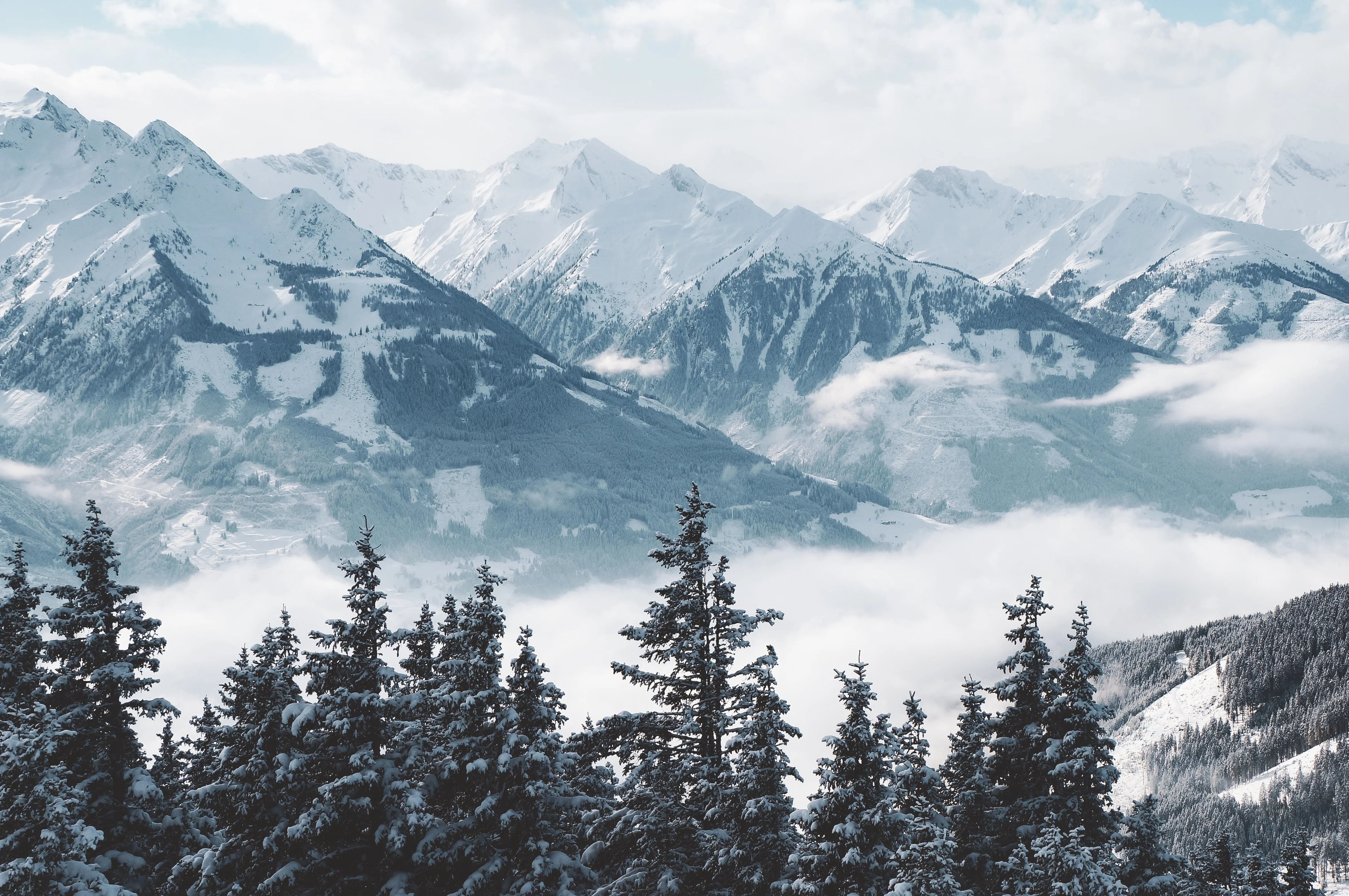Majestic snow-covered mountain range seen through tall pine trees, with clouds drifting below.