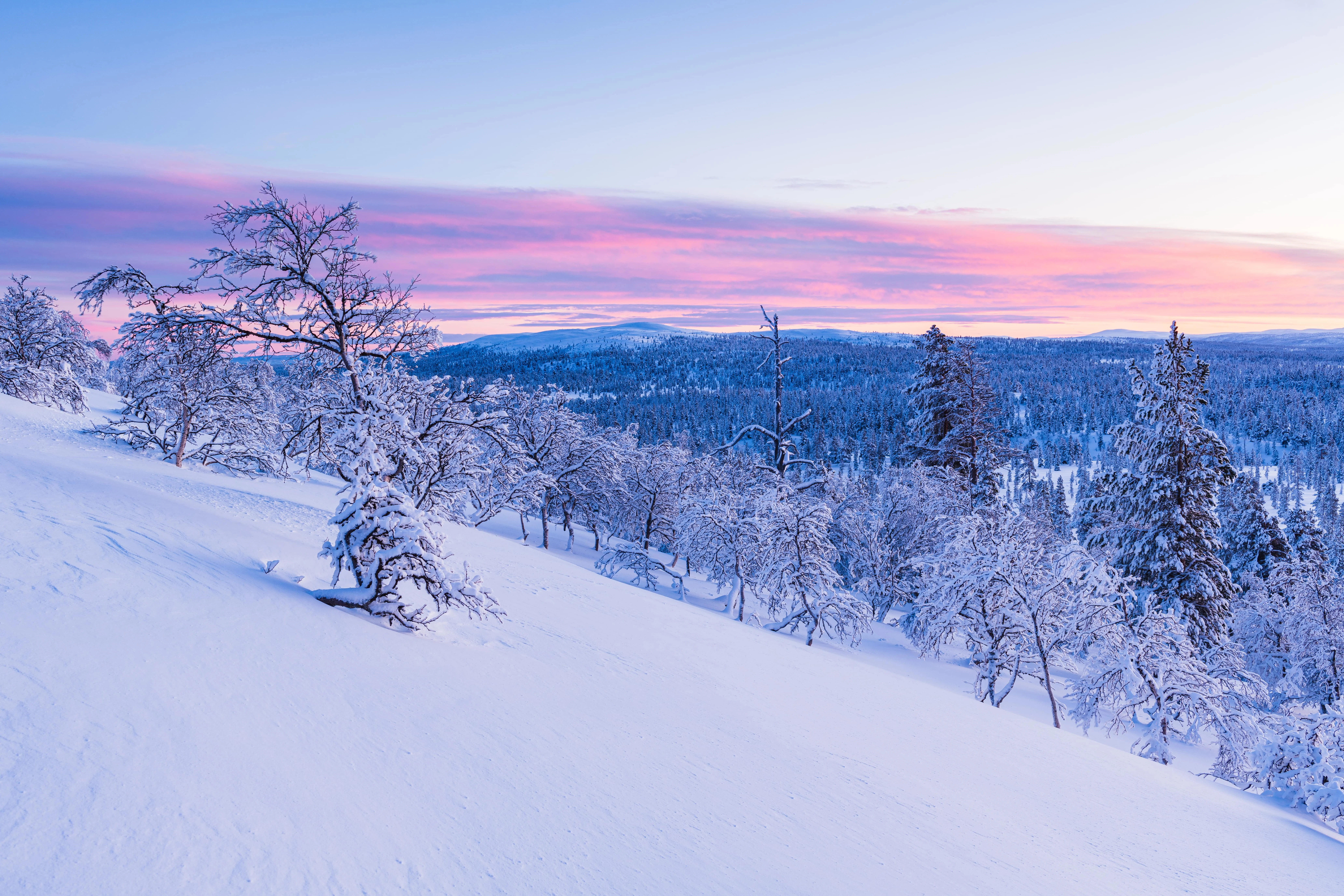 Snowy forest landscape at sunset with pink and purple hues in the sky
