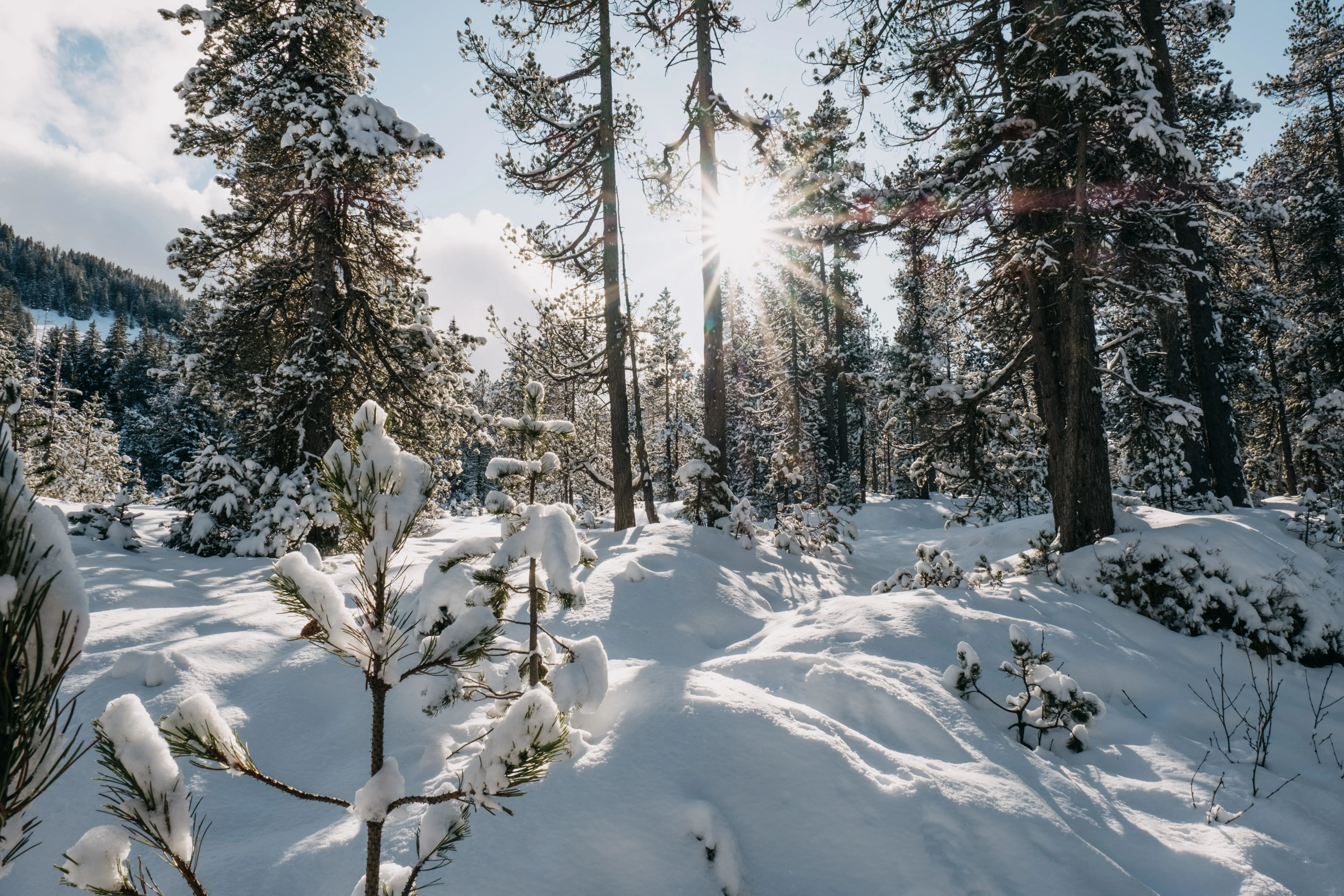 Winter forest with snow-covered trees illuminated by sunlight filtering through
