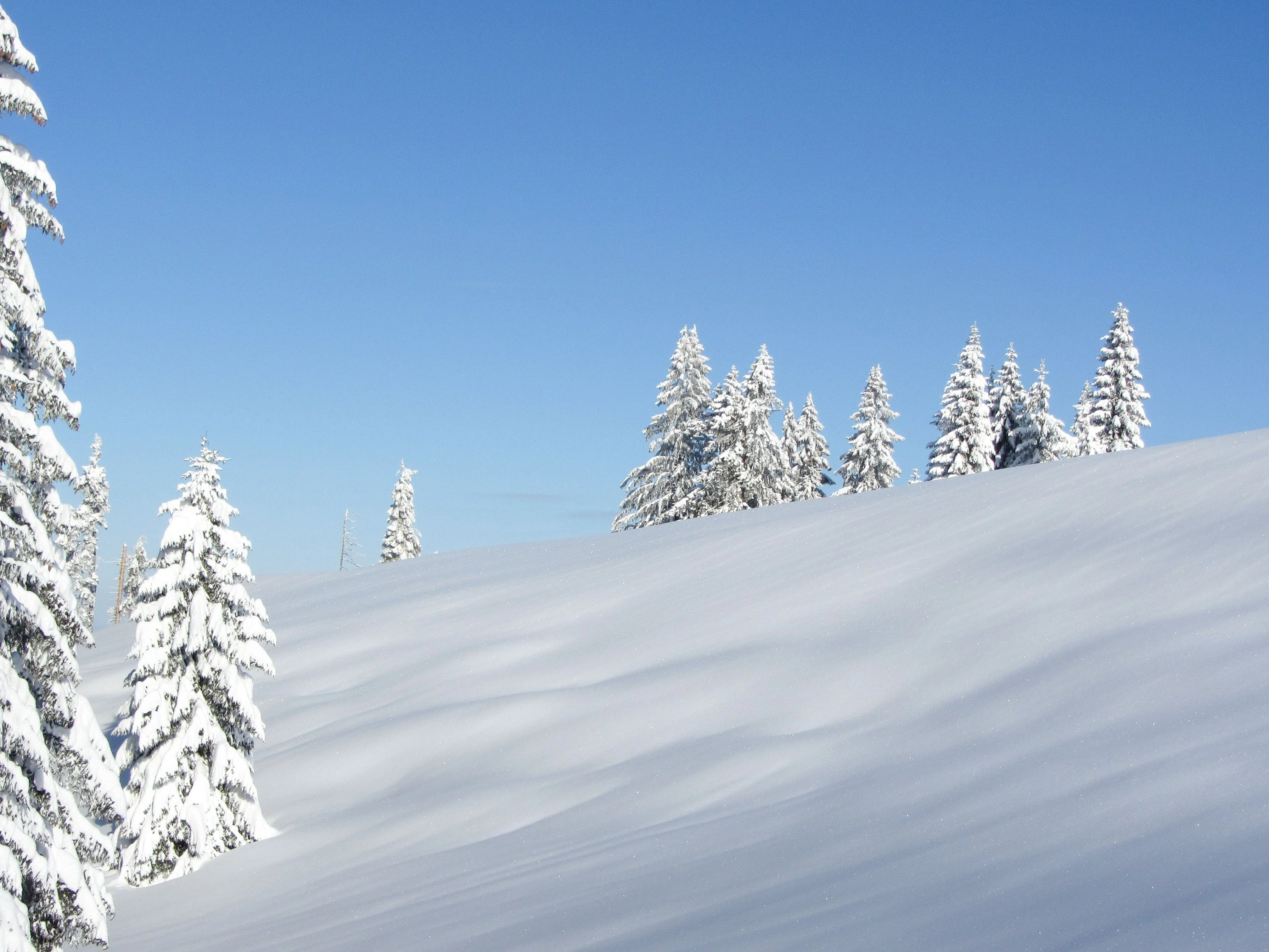 Pristine snow-covered hillside with pine trees standing tall under a clear blue sky.