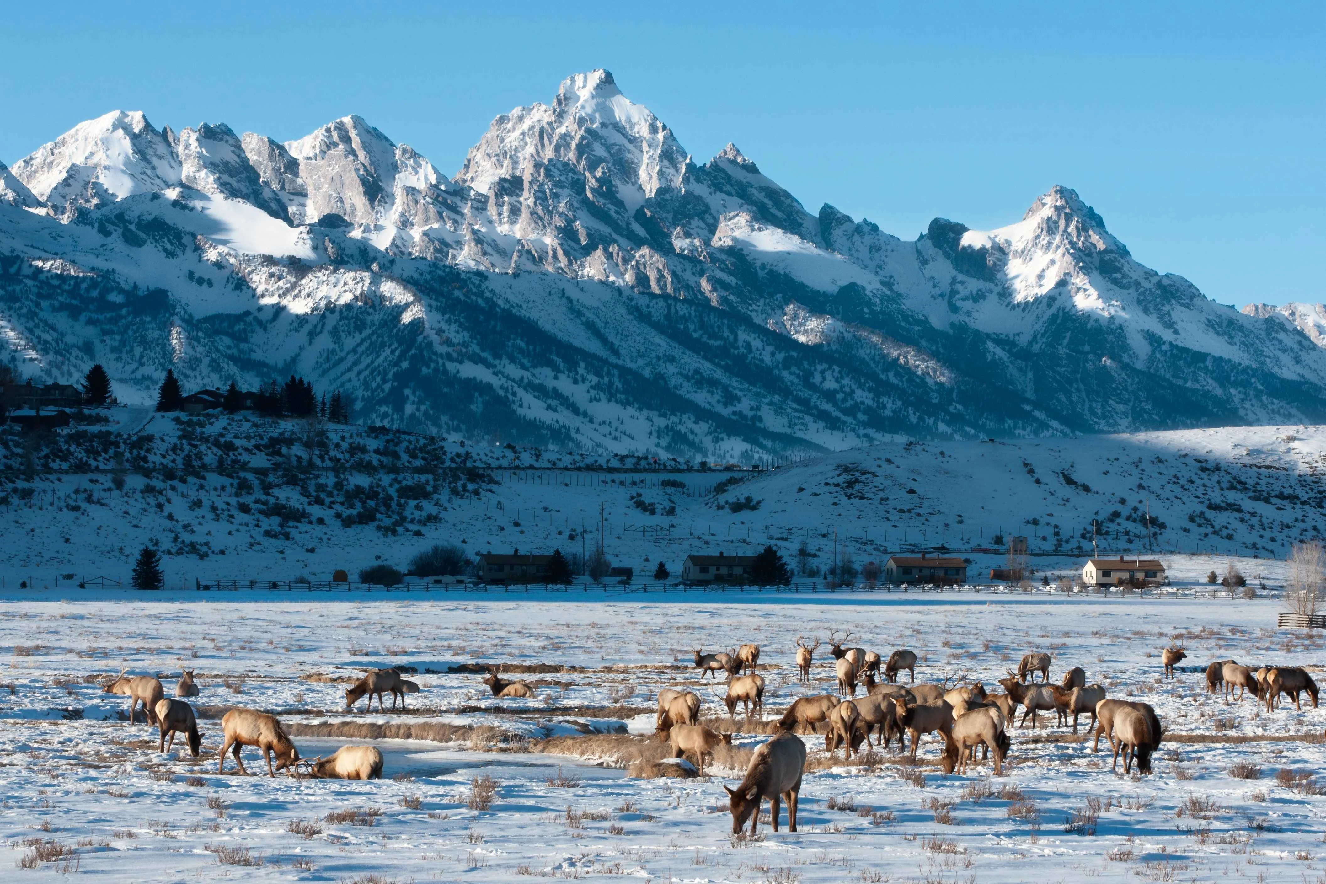 Elk grazing in a snowy field with the Teton mountain range in the background at Jackson Hole.