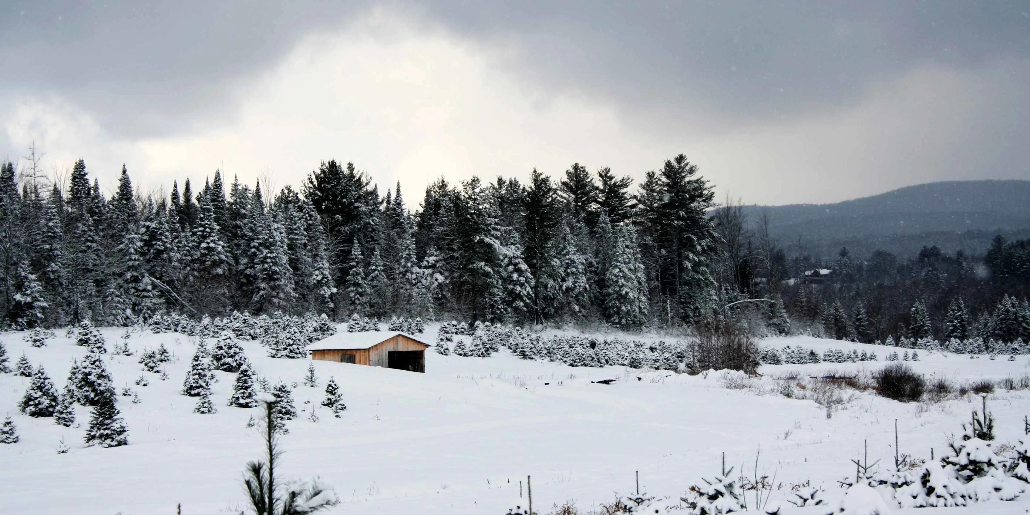 A quiet winter landscape in Vermont, featuring a small wooden cabin surrounded by snow-covered evergreen trees and rolling hills under a moody grey sky.