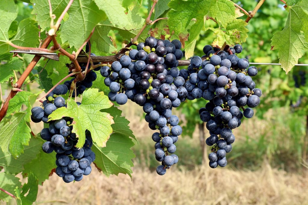 7 New York State Wine Grapes to Know | Wine Enthusiast