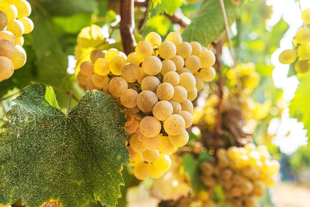 8 Portuguese Wine Grapes | Wine Enthusiast