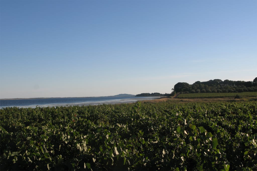 7 Up-and-Coming Wine Regions That Should Be on Your Radar