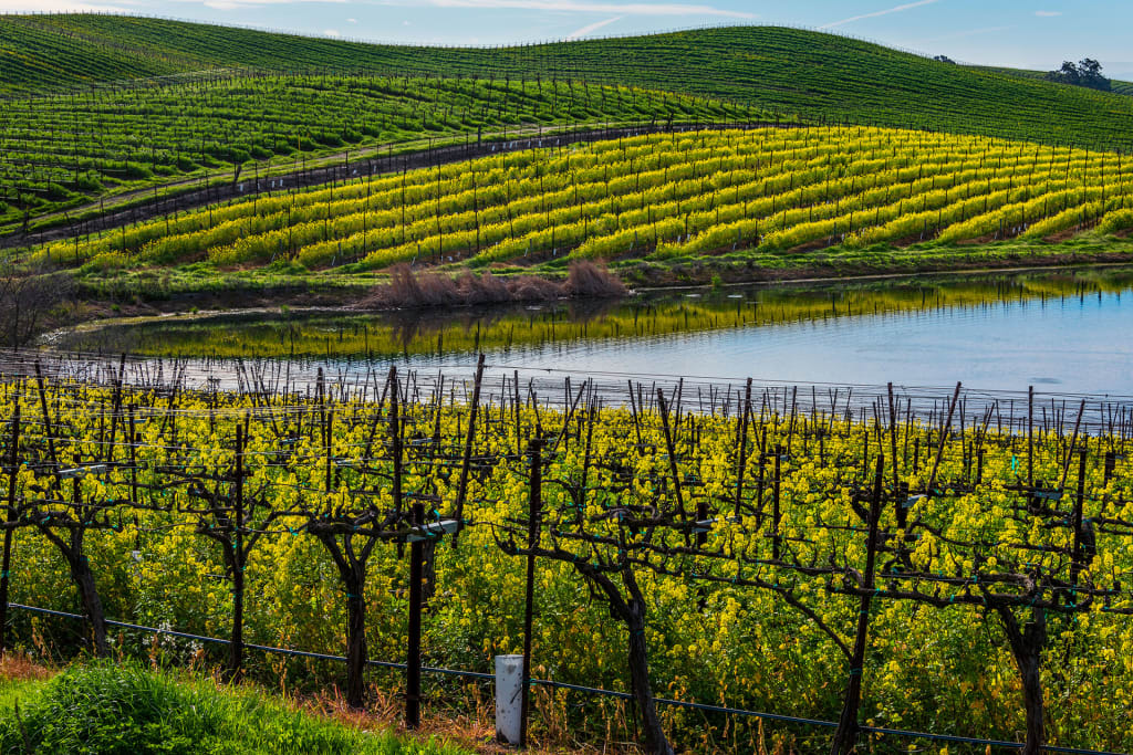 Sonoma Wines Have Never Been This Excellent. Here’s What to Drink Right Now