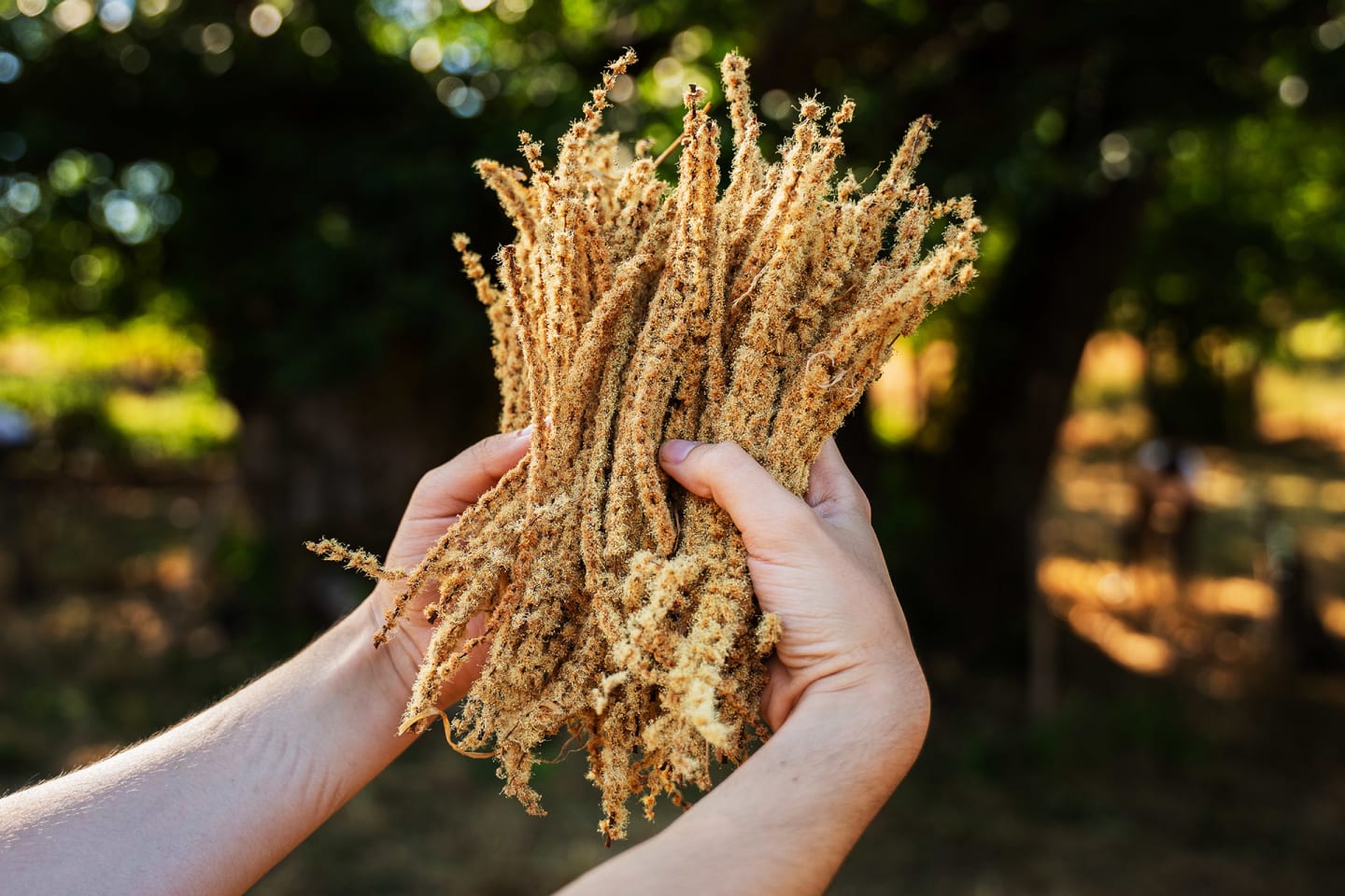 Sulfur Who? These Wineries Are Using Natural Alternatives
