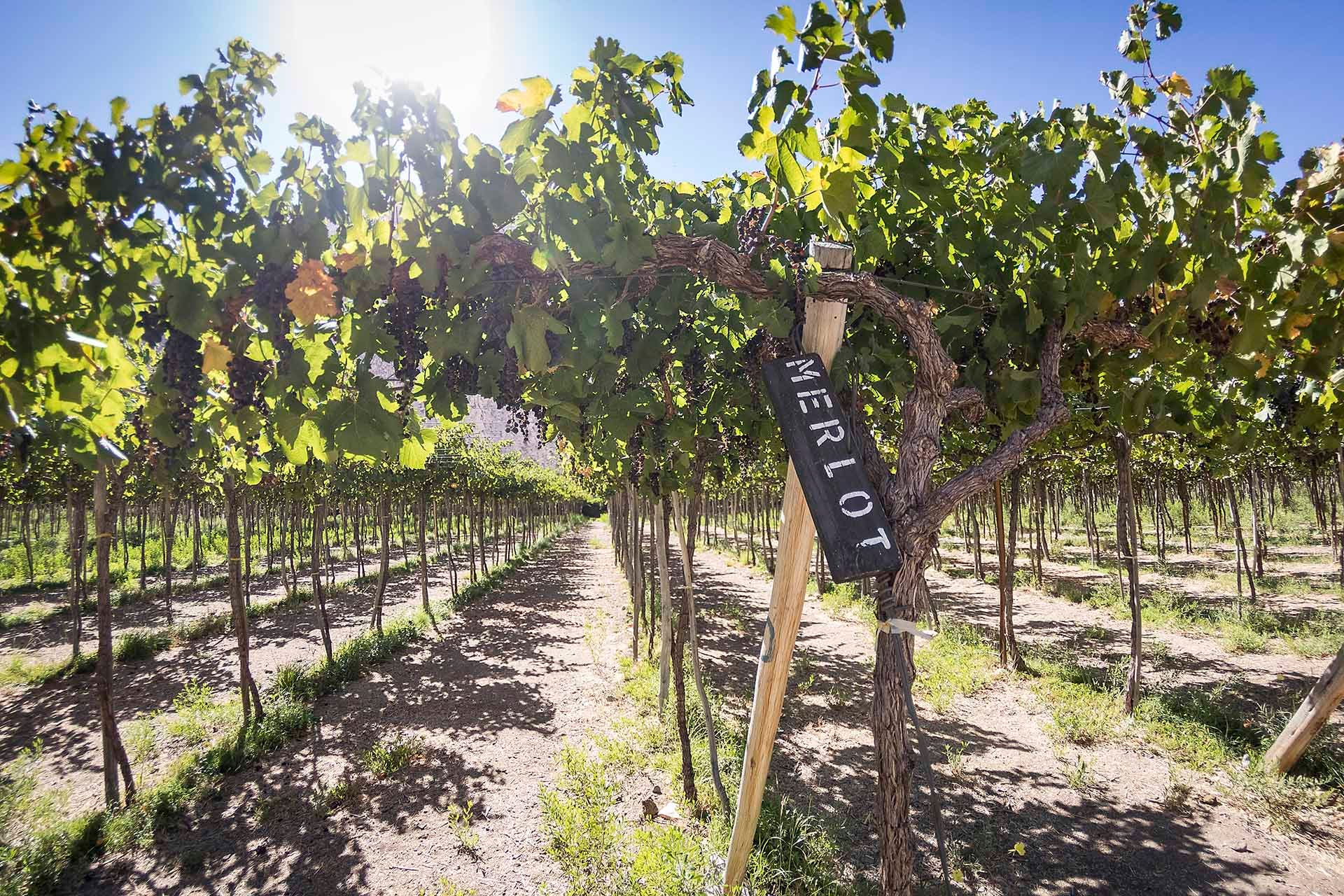 Arietta 2019 Hudson Vineyards Merlot (Napa Valley) Rating and