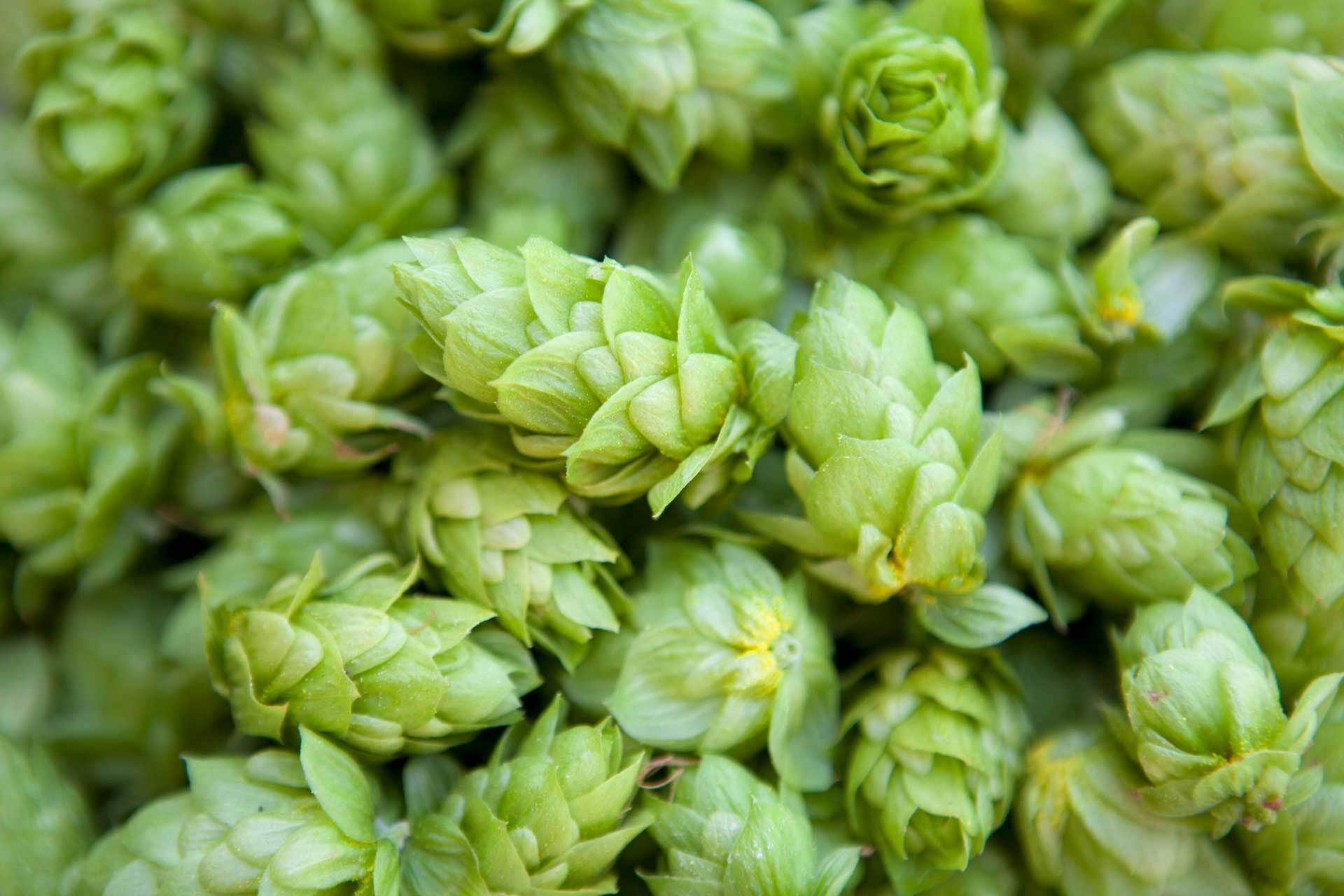 10 Top-Rated American IPAs, from Session Beers to Hazies | Wine Enthusiast