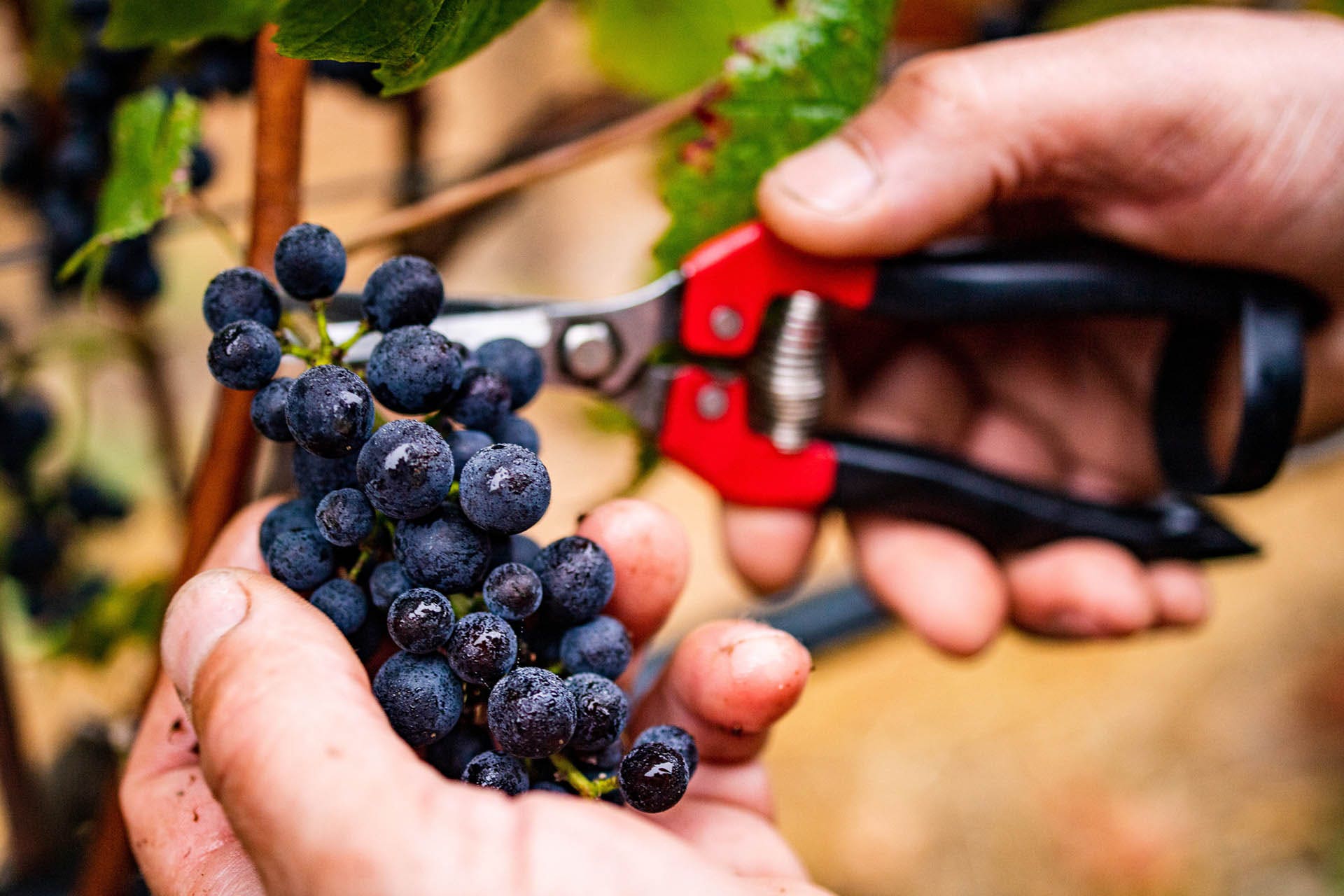 How California Pinot Noir Became a Global Phenomenon | Wine Enthusiast